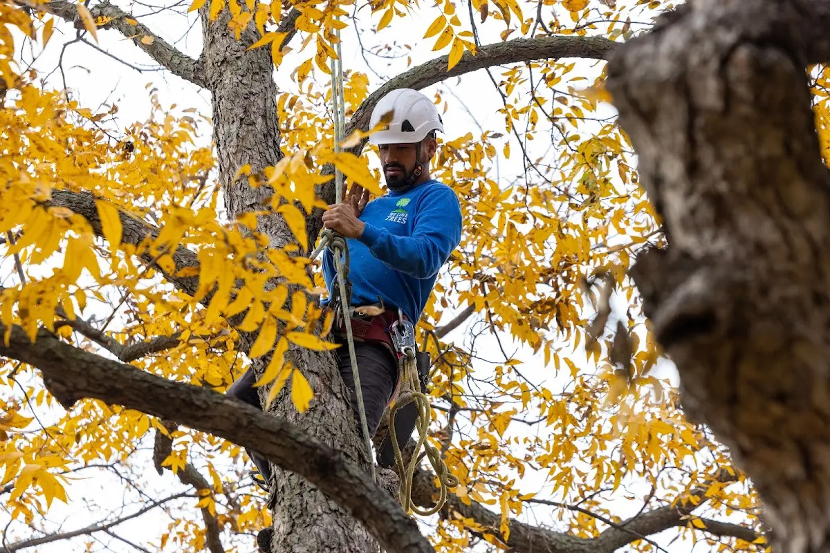 Skilled Tree Planting crew working in Union City
